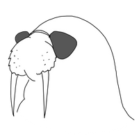 Picture of a Cool Walrus